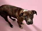 Adopt SONYA a Pit Bull Terrier, Mixed Breed