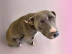 Adopt FREYA a Pit Bull Terrier, Mixed Breed