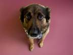 Adopt LUNA a German Shepherd Dog, Mixed Breed