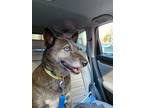 Adopt Delilah a Brown/Chocolate - with White Husky / Mixed dog in Manhasset