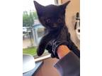Adopt Donettes a Domestic Short Hair