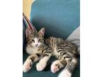 Adopt Peekaboo a Tan or Fawn Tabby Domestic Shorthair (short coat) cat in San