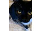 Adopt Elena a Black & White or Tuxedo Domestic Shorthair (short coat) cat in