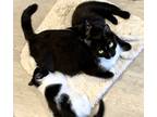 Adopt Flair a Black & White or Tuxedo Domestic Shorthair (short coat) cat in