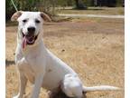 Adopt Buddy a White Labrador Retriever / Mixed dog in Navasota, TX (39143569)