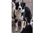 Adopt Hal a Black - with White Border Collie / Mixed dog in Minerva