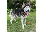 Adopt Nanook a Black - with Gray or Silver Siberian Husky / Mixed dog in