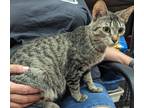 Adopt Raine a Gray, Blue or Silver Tabby Tabby (short coat) cat in Parsons