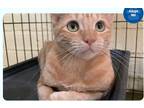 Adopt Blood Orange a Orange or Red Domestic Shorthair (short coat) cat in