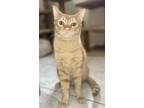 Adopt Bergamot a Orange or Red Tabby Domestic Shorthair (short coat) cat in