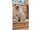 Adopt Chloe a Tan/Yellow/Fawn Corgi / Labrador Retriever / Mixed dog in Lake