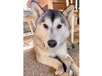 Adopt Snow a White - with Black Husky / Mixed dog in Lake Arrowhead