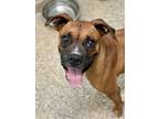 Adopt Salsa a Tan/Yellow/Fawn Boxer / Mixed dog in Austin, TX (38864309)