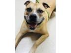 Adopt Bishop a Tricolor (Tan/Brown & Black & White) Boxer / Mixed dog in