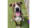 Adopt Scruffy a Brindle - with White American Pit Bull Terrier / Mixed dog in