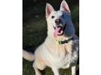 Adopt Koda a White German Shepherd Dog / Mixed dog in Fayetteville
