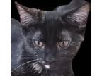 Adopt Molly a Black (Mostly) American Shorthair (short coat) cat in Bloomington
