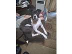 Adopt Howie a Black - with White Boxer dog in South Mills, NC (39168627)