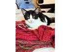 Adopt Toblerone a Black & White or Tuxedo Domestic Shorthair (short coat) cat in
