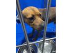 Adopt mecooh a Brown/Chocolate Mixed Breed (Medium) dog in Whiteville
