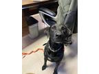 Adopt Ellie a Black Labrador Retriever dog in Whiteville, NC (39167561)
