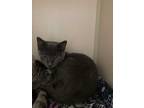 Adopt Normal a Gray or Blue Domestic Shorthair (short coat) cat in Pottsville