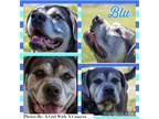 Adopt Blu a Gray/Silver/Salt & Pepper - with White Mastiff / Mixed dog in