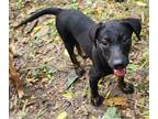 Adopt Paisley a Black Labrador Retriever / Mixed dog in Cincinnati