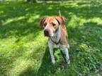 Adopt Sadie *COURTEST POST* a Hound (Unknown Type) / Mixed Breed (Medium) dog in