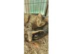 Adopt Carmelita a Tortoiseshell Domestic Shorthair cat in Calimesa