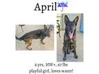 Adopt April a Shepherd (Unknown Type) / Mixed dog in Albany, GA (39159207)