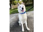 Adopt Azul a White - with Black Husky / Mixed dog in Palo Alto, CA (39157582)