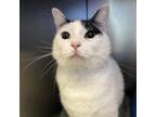 Adopt KiKi a Domestic Short Hair