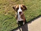Adopt Apollo a Tan/Yellow/Fawn - with White Mutt / Mixed dog in Lubbock