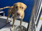 Adopt Cuppie a Tan/Yellow/Fawn American Pit Bull Terrier dog in Whiteville