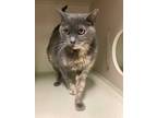 Adopt Madison a Calico or Dilute Calico Domestic Shorthair (short coat) cat in