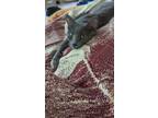 Adopt Aura a Gray or Blue Domestic Shorthair / Mixed (short coat) cat in West