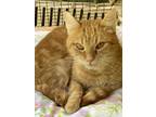 Adopt Tessa a Orange or Red Tabby Domestic Shorthair (short coat) cat in