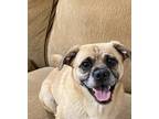 Adopt Boba a Black - with Tan, Yellow or Fawn Puggle / Terrier (Unknown Type