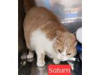 Adopt Saturn a Domestic Short Hair