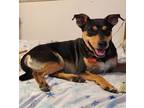 Adopt Beaux a Black - with Tan, Yellow or Fawn Doberman Pinscher / Mixed dog in