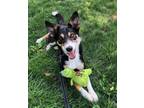 Adopt Bella - Courtesy Post a Border Collie dog in Huntington, NY (39144643)