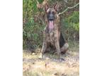 Adopt Judy a Brindle Dutch Shepherd / Mixed dog in Navasota, TX (39143714)