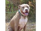 Adopt Grace a White - with Tan, Yellow or Fawn Pit Bull Terrier / Mixed dog in