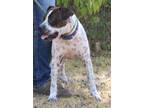 Adopt Mavrick a Brindle American Pit Bull Terrier / Mixed dog in Navasota