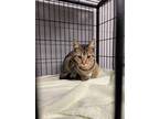 Adopt Bob Kitty a Brown Tabby Domestic Shorthair cat in Whiteville