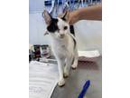 Adopt Sid Vicious a Domestic Short Hair