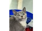 Adopt Wendy a Domestic Short Hair