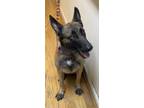Adopt Lucy a Tan/Yellow/Fawn - with Black Belgian Malinois / Mixed dog in