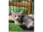 Adopt Phillip a Calico or Dilute Calico Domestic Shorthair (short coat) cat in